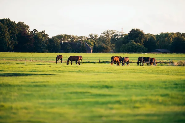 Grupo de caballos que pastan en tierras de cultivo — Foto de Stock