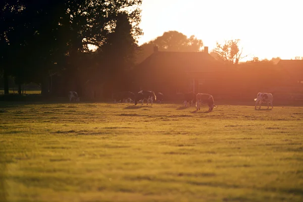 Backlit grazing cattle at old dutch farm — Stock Photo, Image