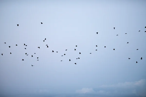 Gruppe von Krähen fliegt in der Abenddämmerung durch den Himmel — Stockfoto