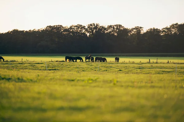 Herd of horses standing on farmland — Stock Photo, Image