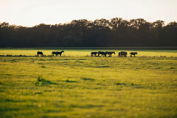 Herd of horses standing on farmland — Stock Photo, Image