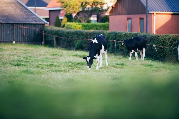 Молоді корови на маленькому лузі — стокове фото