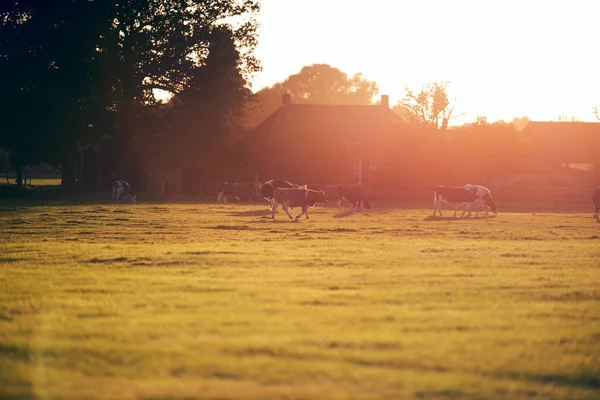 Háttér-világítású legelésző szarvasmarhák, régi holland telepen — Stock Fotó