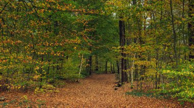 Düşen yapraklarla dolu verimli sonbahar ormanı.