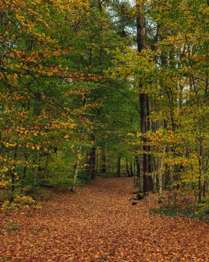 Düşen yapraklarla dolu verimli sonbahar ormanı.