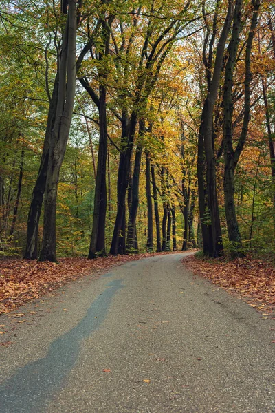 Road Colorful Autumn Forest — Stock Photo, Image