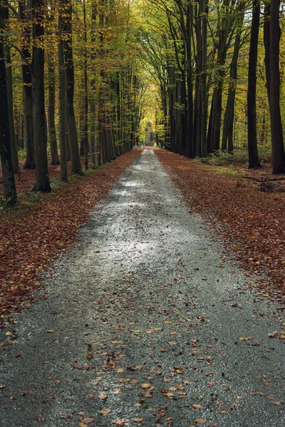 Estrada Com Folhas Caídas Floresta Outono — Fotografia de Stock