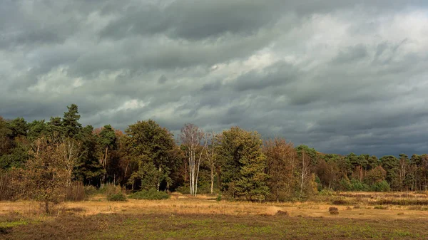 Paisaje Rural Con Arbustos Pinos Abedules Bajo Cielo Nublado Durante — Foto de Stock