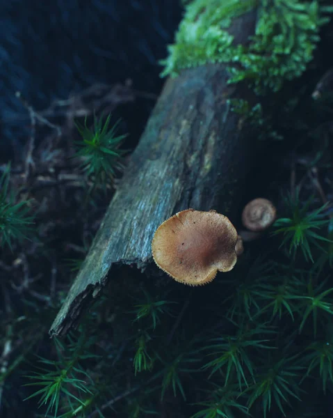 一块枯木上有两个蘑菇和苔藓 — 图库照片