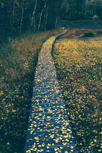 Doğadaki Sahil Yolu Düşen Sarı Sonbahar Yapraklarıyla Kaplı — Stok fotoğraf