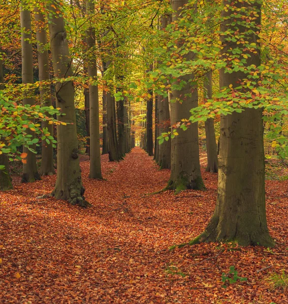 Pfad Mit Braunem Laub Bedeckt Üppigen Herbstwäldern — Stockfoto