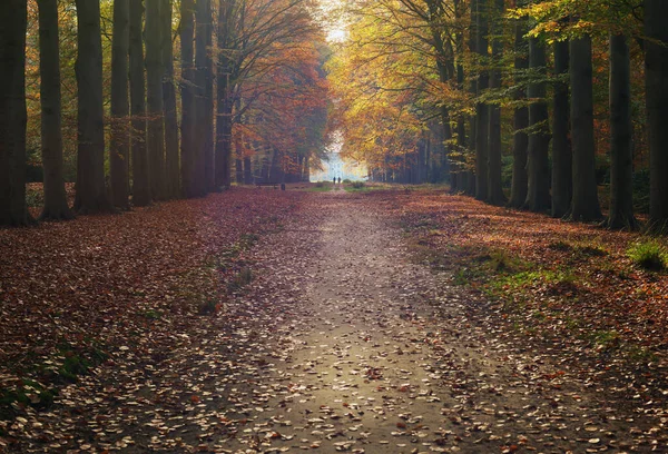 かすんだ秋の森の中の道とカントリーハウス — ストック写真