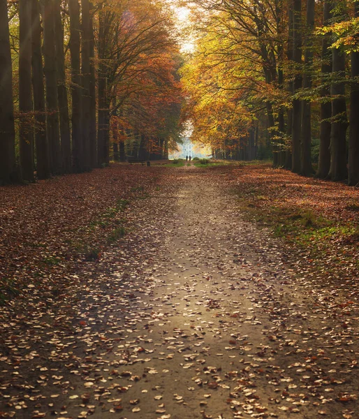 Pathway Country House Hazy Autumn Forest — Stock Photo, Image