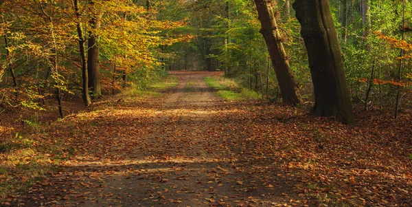 Path Covered Brown Fallen Leaves Sunny Autumn Woods — Stock Photo, Image