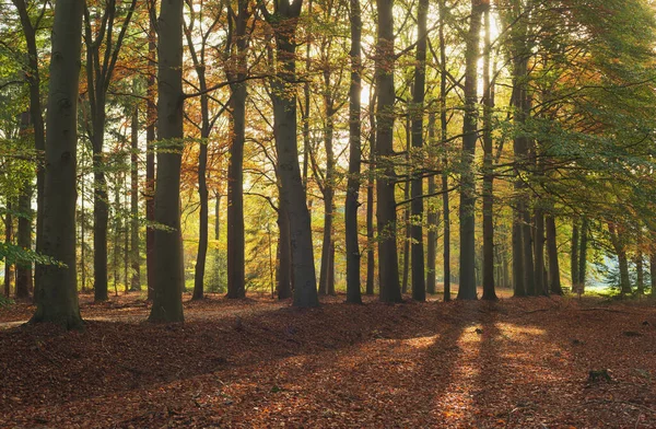 Luz Solar Através Árvores Floresta Outono — Fotografia de Stock