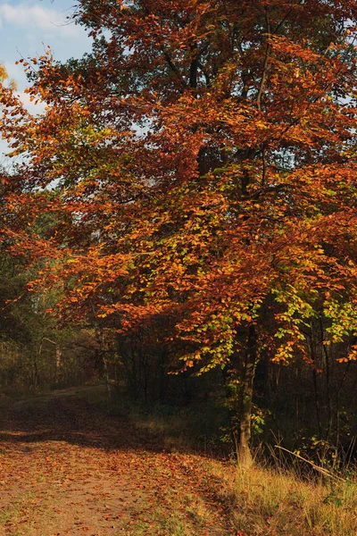 Árbol Con Hojas Marrones Amarillas Día Soleado Otoño —  Fotos de Stock