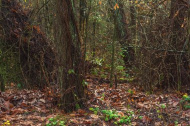 Sonbahar ormanlarında ağaç gövdeleri ve dalları.
