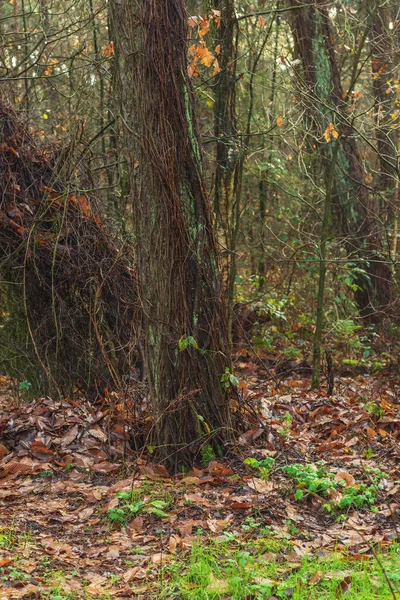 Baumstämme Und Zweige Herbstwald — Stockfoto