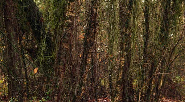 Baumstämme Und Zweige Herbstwald — Stockfoto