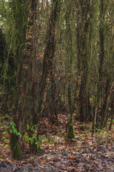 Troncs Brindilles Arbres Dans Les Bois Automne — Photo