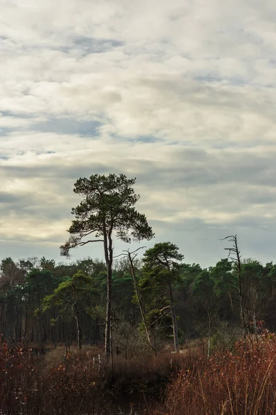 Pinos Arbustos Bajo Cielo Nublado Otoño — Foto de Stock