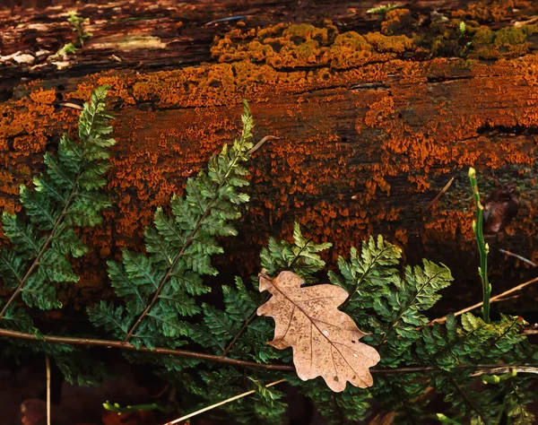 Eğreltiotu Kahverengi Yaprak Bir Parça Ölü Ahşap Liken — Stok fotoğraf