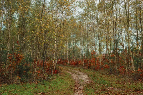 鳥のいる秋の森への道 — ストック写真