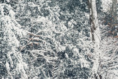 Ağaçlar ve gövdeler karla kaplı..