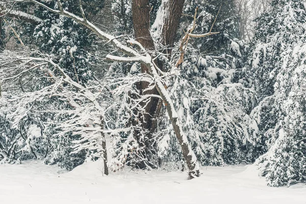 Árboles Troncos Cubiertos Nieve — Foto de Stock