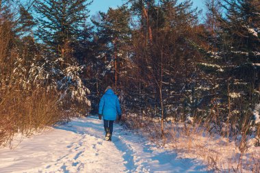Mavi paltolu kadın güneşli kış ormanlarında yürür. Arka görünüm.