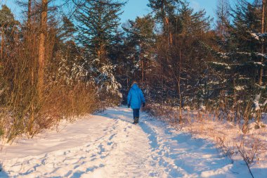 Mavi paltolu kadın güneşli kış ormanlarında yürür. Arka görünüm.