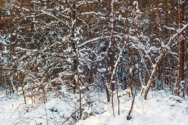 Troncos Árboles Ramas Ramitas Cubiertas Nieve — Foto de Stock