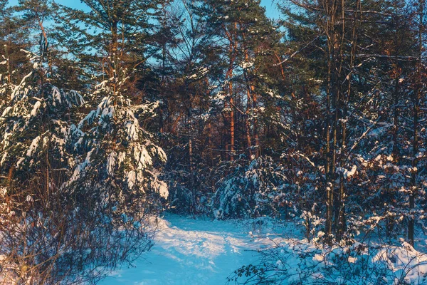 Camino Bosque Soleado Invierno — Foto de Stock