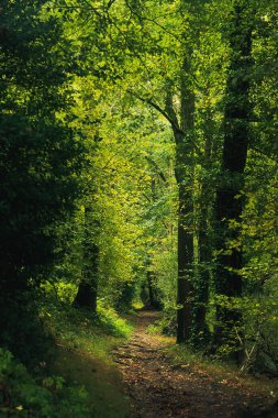 Yeşillik ormanda yürüyüş patikası.