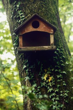 Yaz ormanındaki bir ağaç gövdesine bağlı ahşap kuş evi..