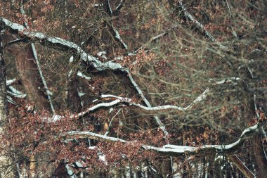 Ağaçlar kışın karlı ormanlarda.