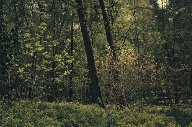 Sunlight hits fresh young leaves in a spring forest.