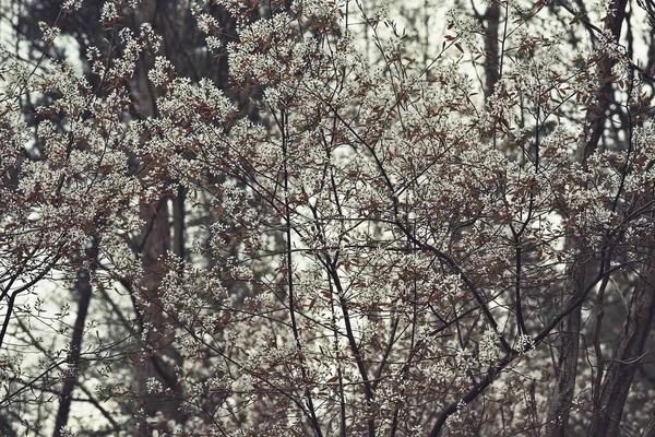 Detail Bushes White Blossom — Stockfoto