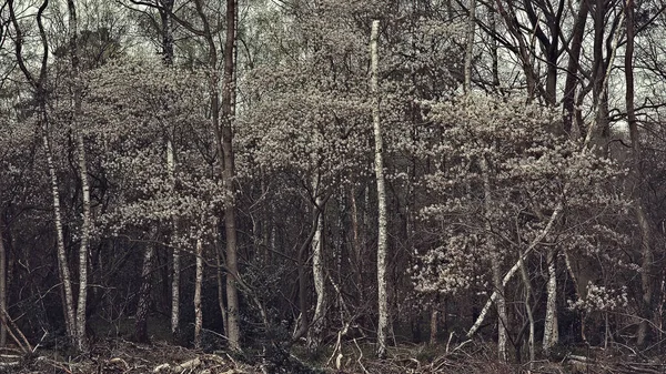 White Birch Tree Trunks Blossom Spring Forest — Fotografia de Stock