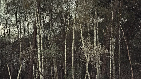 White Birch Tree Trunks Blossom Spring Forest — 图库照片