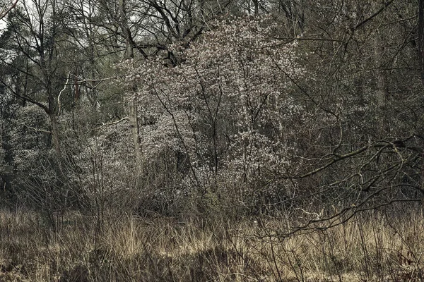 White Blossom Tall Yellow Grass Woodland Spring — Φωτογραφία Αρχείου