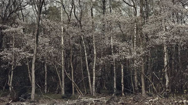 Weiße Birkenstämme Und Blühen Einem Frühlingswald — Stockfoto