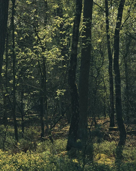 Sunlight Hits Fresh Young Leaves Spring Forest — ストック写真