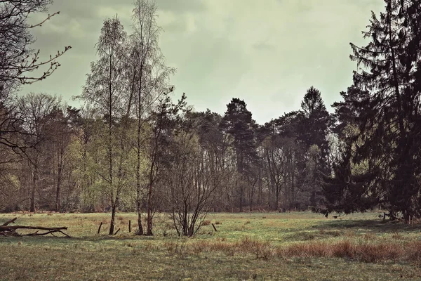 Field Birches Fresh New Leaves Early Spring — Φωτογραφία Αρχείου