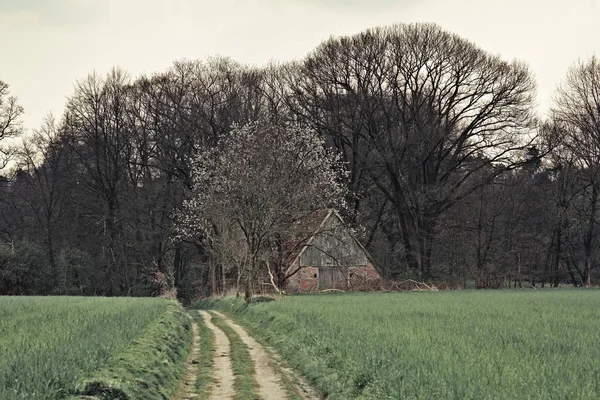 Path Farmland Old Barn Blossoming Tree Next Early Spring — Stock Fotó