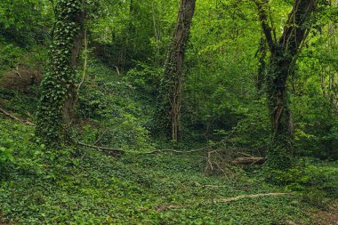 Yoğun yeşil yemyeşil bir bahar ormanında sarmaşıklı üç ağaç gövdesi..