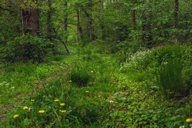 Orman yolu yemyeşil bir bahar ormanında yeşil bitki örtüsüyle kaplandı..