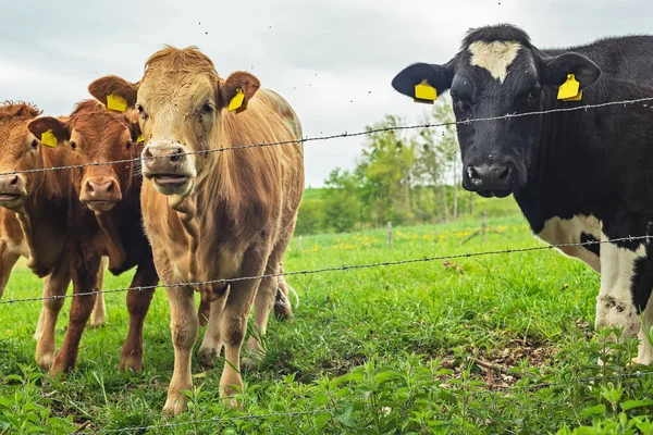 在多云的天空下的草地上 三头棕色的奶牛和一头黑色的奶牛在铁丝网边玩耍 — 图库照片