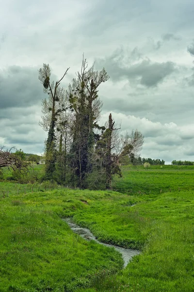 Een Paar Bomen Een Beekje Een Glooiende Groene Weide Onder — Stockfoto