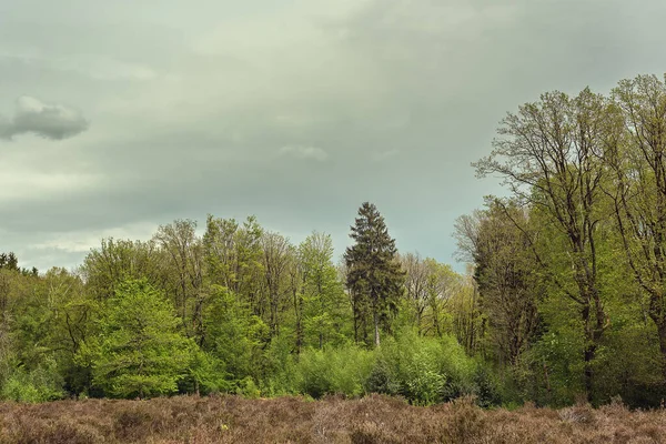 Forest Edge Coniferous Deciduous Trees Heath Landscape Dark Cloudy Sky — Stock Photo, Image